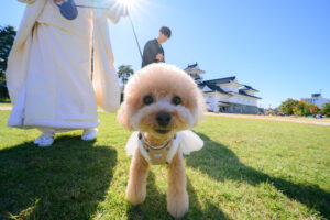 富山のフォトウェディングで愛犬と一緒に和装ロケーション撮影をする新郎新婦の前撮り写真